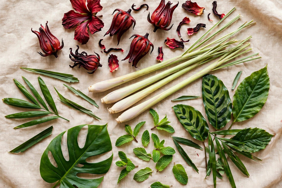 From the Caribbean to Your Cup: The Botanicals Behind Bohío